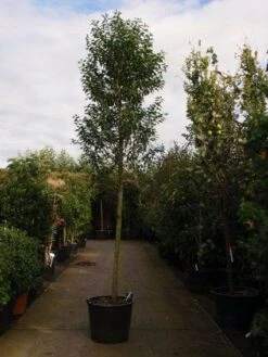 Portugese Laurier Als Boom (Prunus Lusitanica 'Angustifolia') -PlantenPracht Winkel 20101221161745 7 3