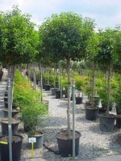 Portugese Laurier Op Stam (Prunus Lusitanica 'Angustifolia') -PlantenPracht Winkel 20101221164022 5 1