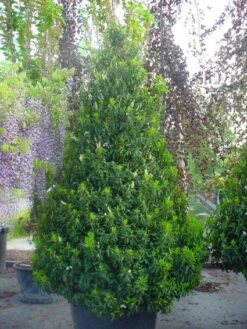 Portugese Laurier, Piramide (Prunus Lusitanica ) 9 Portugese Laurier, Piramide (Prunus Lusitanica ) -PlantenPracht Winkel 20101221164936 8