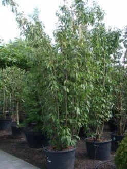 Sierkers, Struikvorm (Prunus Serrulata 'Kanzan') -PlantenPracht Winkel 20101224132249 9