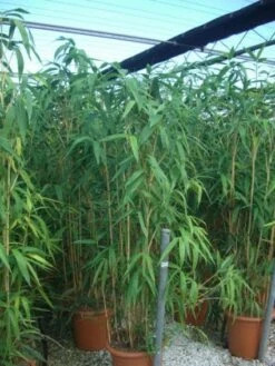 Bamboe (Pseudosasa Japonica) -PlantenPracht Winkel 20101224133625 11