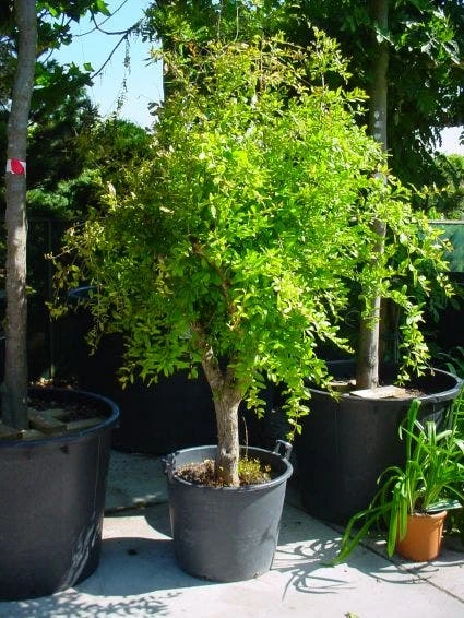 Granaatappel Op Stam (Punica Granatum) 3 Granaatappel Op Stam (Punica Granatum)