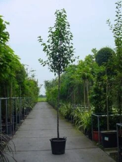 Chinese Sierpeer (Pyrus Calleryana 'Chanticleer') -PlantenPracht Winkel 20101224151019 19 1