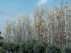 Chinese Sierpeer (Pyrus Calleryana 'Chanticleer') -PlantenPracht Winkel 20101224151150 19 1