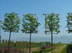 Sierpeer In Kubusvorm (Pyrus Calleryana 'Chanticleer') 6 Sierpeer In Kubusvorm (Pyrus Calleryana 'Chanticleer') -PlantenPracht Winkel 20101224151445 1