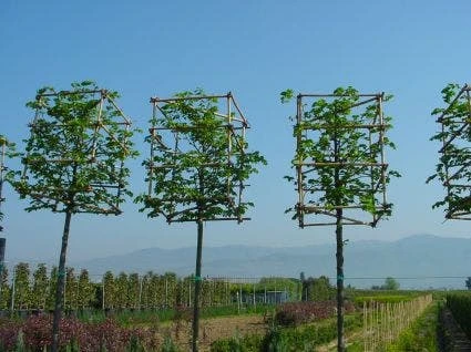 Sierpeer In Kubusvorm (Pyrus Calleryana 'Chanticleer') 4 Sierpeer In Kubusvorm (Pyrus Calleryana 'Chanticleer') - Afbeelding 2