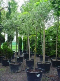 Treursierpeer (Pyrus Salicifolia 'Pendula') 26 Treursierpeer (Pyrus Salicifolia 'Pendula') -PlantenPracht Winkel 20101224152204 9 1