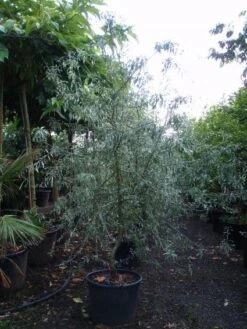 Sierpeer Als Struik (Pyrus Salicifolia 'Pendula') -PlantenPracht Winkel 20101224153119 6 1