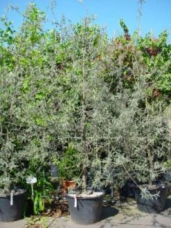 Sierpeer Als Struik (Pyrus Salicifolia 'Pendula') -PlantenPracht Winkel 20101224153132 6 1