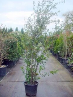 Steeneik Als Struik (Quercus Ilex) 27 Steeneik Als Struik (Quercus Ilex) -PlantenPracht Winkel 20101224154115 12