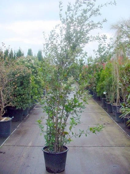 Steeneik Als Struik (Quercus Ilex) 14 Steeneik Als Struik (Quercus Ilex) - Afbeelding 12