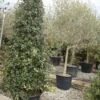 Steeneik Als Piramide (Quercus Ilex) -PlantenPracht Winkel 20101224170740 6 1