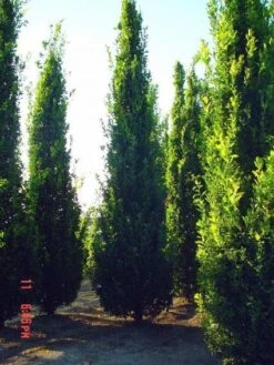 Zomereik Als Zuilboom (Quercus Robur 'Fastigiata') -PlantenPracht Winkel 20101227160226 12