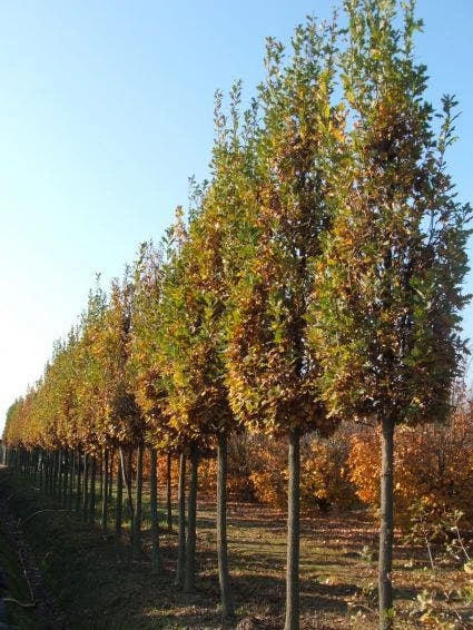 Zomereik Als Zuilboom (Quercus Robur 'Fastigiata Koster') 3 Zomereik Als Zuilboom (Quercus Robur 'Fastigiata Koster')