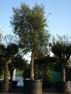 Kurkeik (Quercus Suber) -PlantenPracht Winkel 20101227162131 9 2