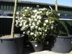 Rhododendron (Rhododendron 'Cunningham White') 36 Rhododendron (Rhododendron 'Cunningham White') -PlantenPracht Winkel 20101227172754 8