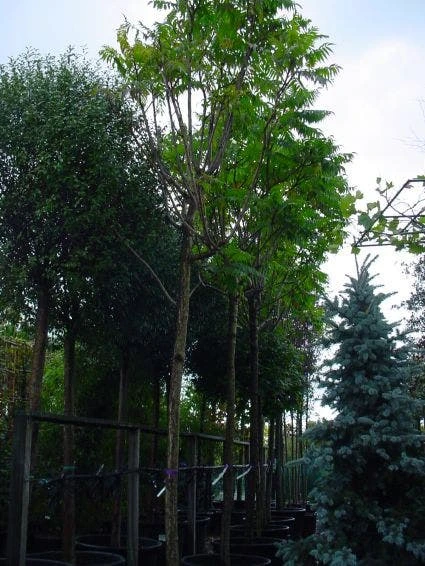 Fluweelboom (Rhus Typhina 'Dissecta' (laciniata)) 4 Fluweelboom (Rhus Typhina 'Dissecta' (laciniata)) - Afbeelding 2