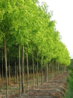 Gele Acacia (Robinia Pseudoacacia 'Frisia') -PlantenPracht Winkel 20101228115713 12