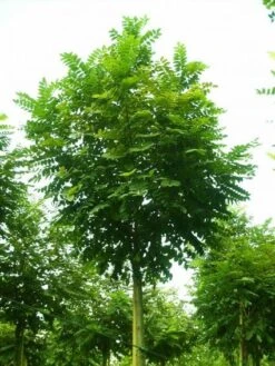 Bolacacia (Robinia Pseudoacacia 'Umbraculifera') -PlantenPracht Winkel 20101228120433 24 1