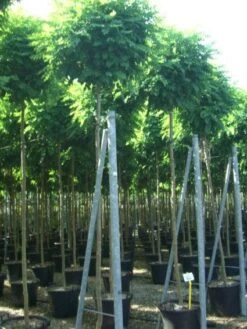 Bolacacia (Robinia Pseudoacacia 'Umbraculifera') -PlantenPracht Winkel 20101228120453 24 1