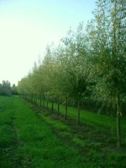 Knotwilg (Salix Alba) -PlantenPracht Winkel 20101228131242 13 3