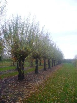 Knotwilg (Salix Alba) -PlantenPracht Winkel 20101228131303 13 2