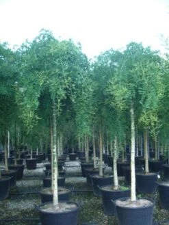 Honingboom (Sophora Japonica 'Pendula') 9 Honingboom (Sophora Japonica 'Pendula') -PlantenPracht Winkel 20101228134812 12