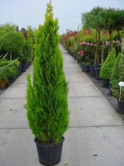 Levensboom (Thuja Orientalis 'Pyramidalis Aurea') 8 Levensboom (Thuja Orientalis 'Pyramidalis Aurea') -PlantenPracht Winkel 20101230135131 8 1
