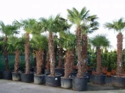 Winterharde Palm (Trachycarpus Fortunei) -PlantenPracht Winkel 20101231135206 14 1