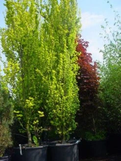 Goudiep (Ulmus Hollandica 'Wredei') -PlantenPracht Winkel 20101231140718 9