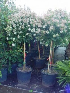 Sneeuwbal Op Stam (Viburnum Tinus 'Eve Price') -PlantenPracht Winkel 20110102183216 4