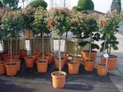 Sneeuwbal Op Stam (Viburnum Tinus 'Eve Price') -PlantenPracht Winkel 20110102183229 4 1