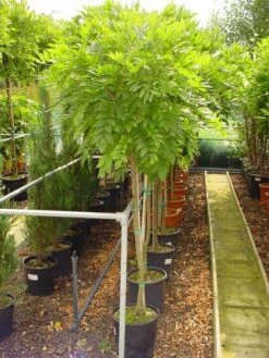 Blauwe Regen Op Stam (Wisteria Sinensis 'Alba')