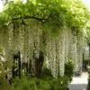Blauwe Regen, Wit (Wisteria Floribunda 'Longissima Alba')