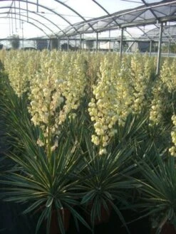 Palmlelie (Yucca Gloriosa 'Variegata')