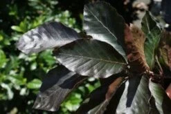 Rode Beuk Als Leiboom (Fagus Sylvatica 'Atropurpurea') -PlantenPracht Winkel 20110105103954 7 1