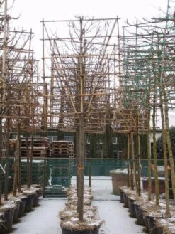 Sierappel Als Leiboom (Malus 'Red Sentinel') -PlantenPracht Winkel 20110105105309 5 1