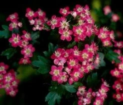Rode Meidoorn Als Leiboom (Crataegus 'Paul's Scarlet') 7 Rode Meidoorn Als Leiboom (Crataegus 'Paul's Scarlet') -PlantenPracht Winkel 20110201103926 5 2