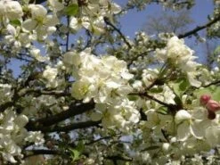 Sierappel Als Leiboom (Malus 'Evereste') -PlantenPracht Winkel 20110201104751 8 1