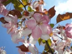Sierappel Als Leiboom (Malus 'Rudolf') -PlantenPracht Winkel 20110201105708 3 2