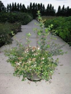 Abelia (Abelia Grandiflora) -PlantenPracht Winkel 20110214170632 9