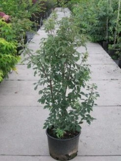 Papieresdoorn (Acer Griseum) -PlantenPracht Winkel 20110214171303 5