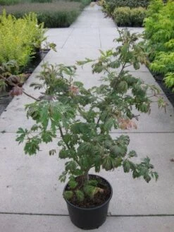 Japanse Esdoorn (Acer Japonicum 'Aconitifolium') -PlantenPracht Winkel 20110214171717 10