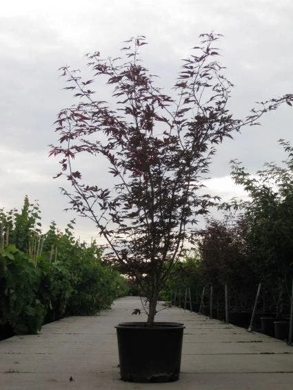 Japanse Esdoorn (Acer Palmatum 'Fireglow') 8 Japanse Esdoorn (Acer Palmatum 'Fireglow') - Afbeelding 6