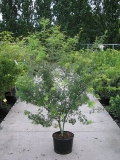 Japanse Esdoorn (Acer Palmatum 'Seiryu') -PlantenPracht Winkel 20110215152040 6