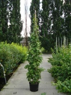 Sierkiwi (Actinidia Kolomikta) -PlantenPracht Winkel 20110215154225 2 1