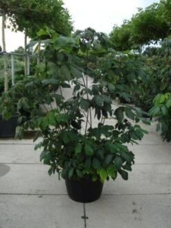 Herfstpaardenkastanje (Aesculus Parviflora) -PlantenPracht Winkel 20110215154403 8