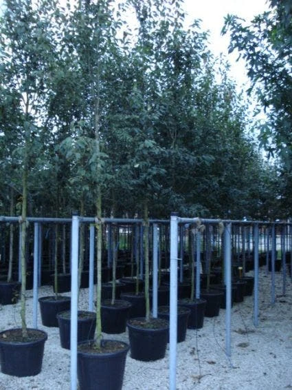 Krentenboom (Amelanchier Arborea 'Robin Hill') 6 Krentenboom (Amelanchier Arborea 'Robin Hill') - Afbeelding 4