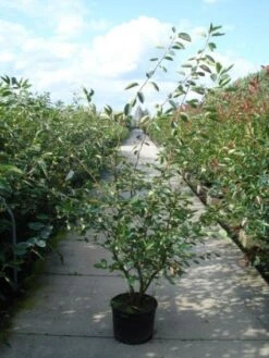 Krentenboom Als Struik (Amelanchier Lamarckii) -PlantenPracht Winkel 20110215155125 13