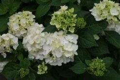 Hortensia (Hydrangea 'Endless Summer The Bride') -PlantenPracht Winkel 20110622190237 2